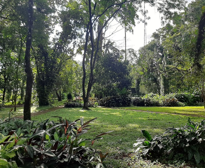 Jardin botanique de limbé-Limbé
